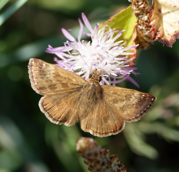 Hesperiidae - Erynnis tages